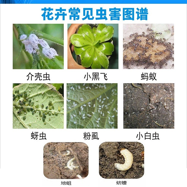 园艺防虫片的成分含量(园艺防虫片的成分含量是多少)