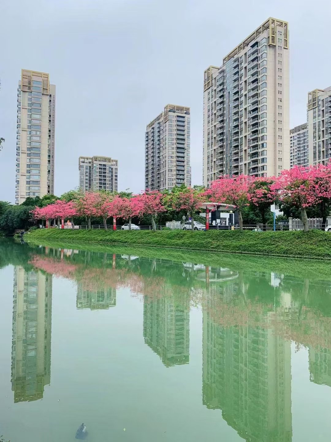 蒲城紫荆花卉园艺(蒲城紫金花园在哪里)