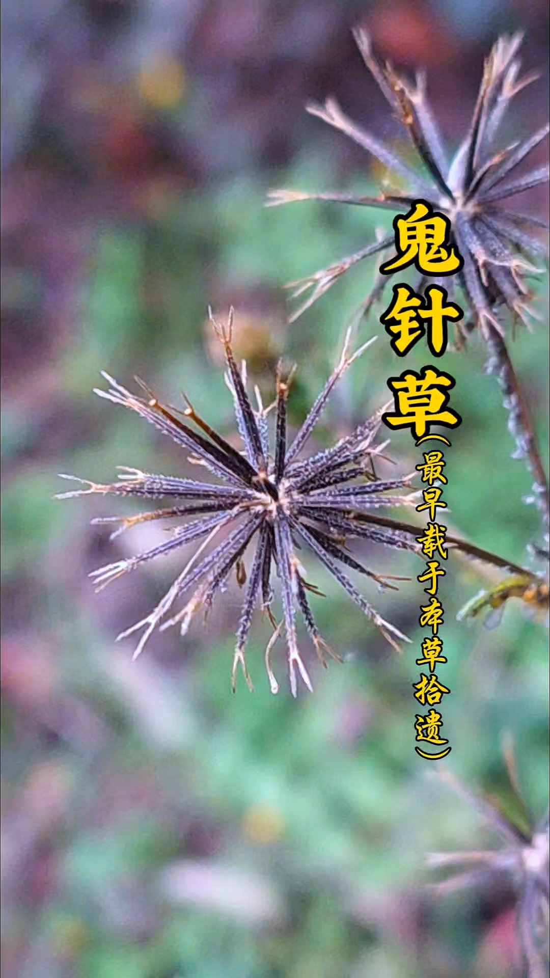 园艺鬼针草好养吗(园艺鬼针草好养吗怎么养)