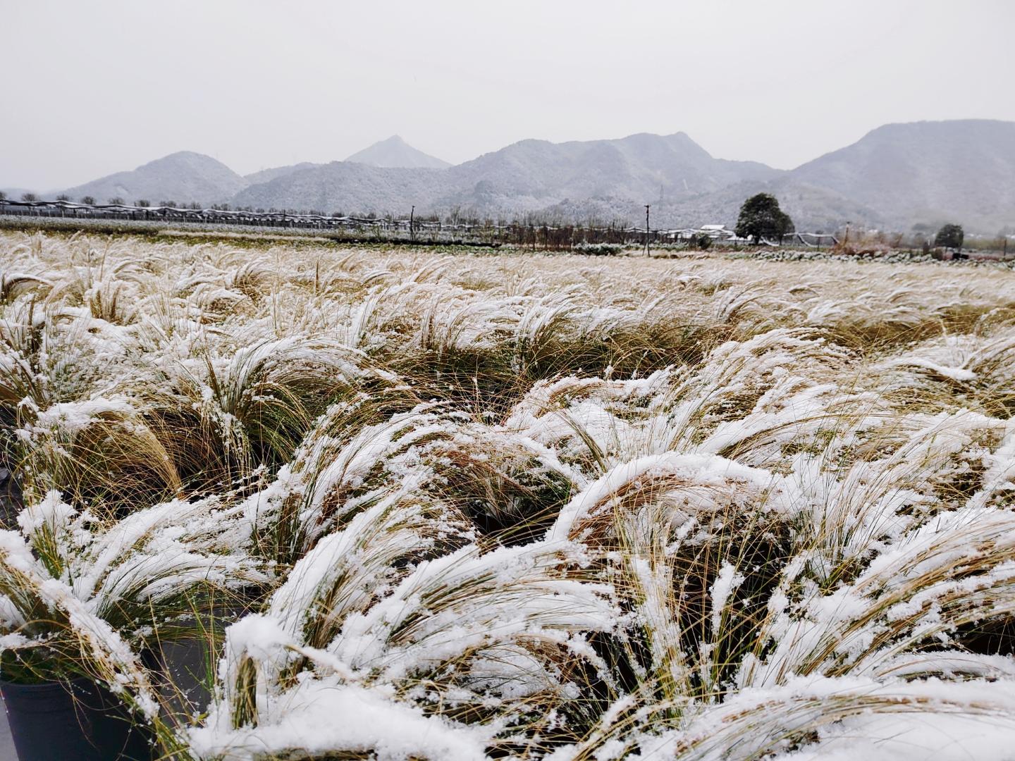 雪中诗意园艺图片大全(艺术照片大全100张套餐)